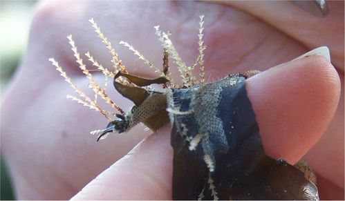 bryozoaires GP