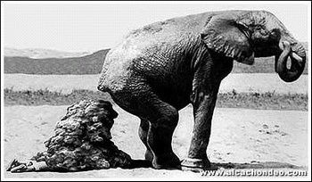 47179_303413033_caca_H153549_L.jpg