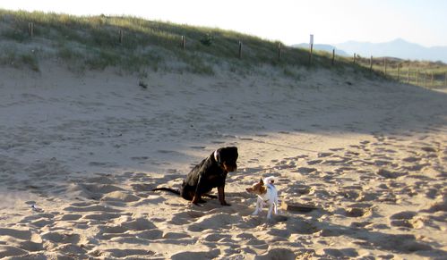 puppy-rottweiler-chihuahua-playa-verano-arena-naturaleza-an.JPG