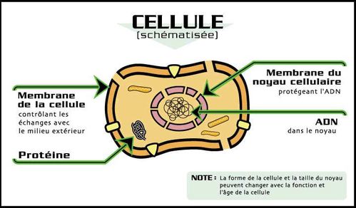 Cellule humaine