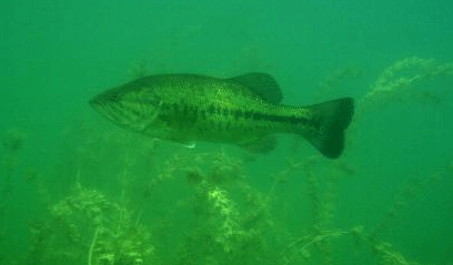 UNDERWATER.gif