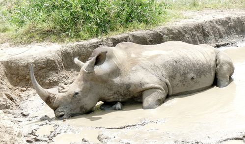 rhino blanc dans son bain