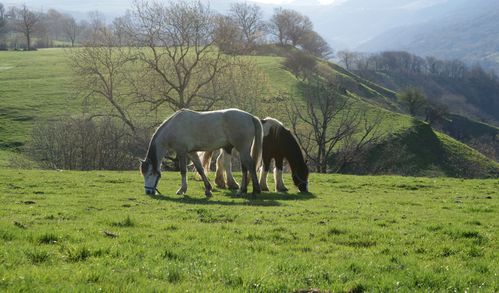 DSC01217