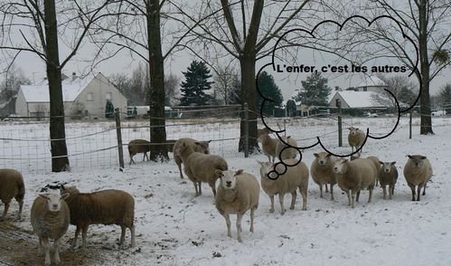 Prairie-moutons-hiver-enfer.jpg
