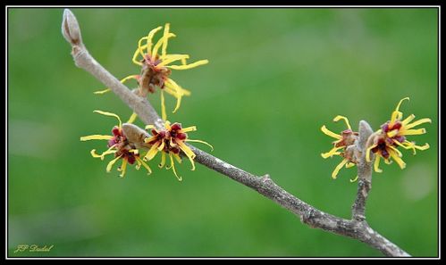 HAMAMELIS