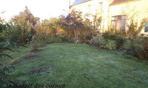 les-cornus.JPG