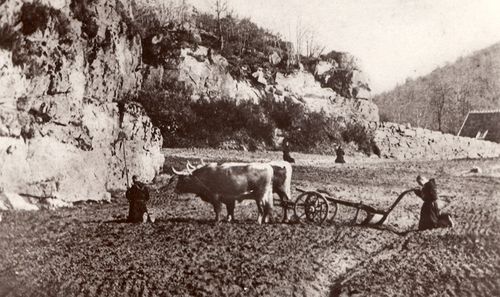 Morvandelle---boeufs---La-Pierre-Qui-Vire-89---debut-du-XX.jpg