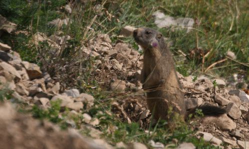 11_marmotte.jpeg