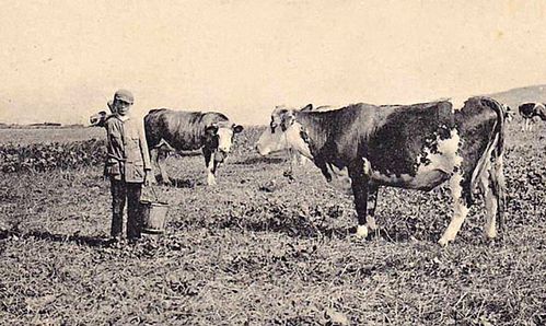 Cauchoise-(vache-de-gauche)---Yport-76---début-du-XXe-siè