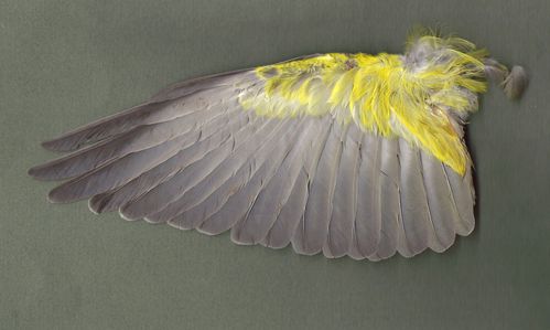 Loriot d'Europe femelle - aile (2)
