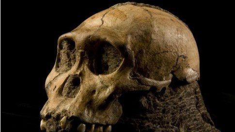 australopitheque-decouvert-en-Afriq-du-Sud.jpg
