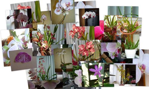 mes-orchidees.jpg