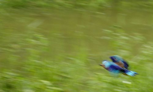 Inde Rajasthan Bharatpur KeoladeoGhanaNationalPark (17)king