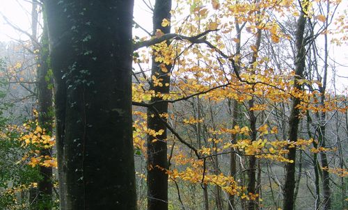 dernières feuilles d' or