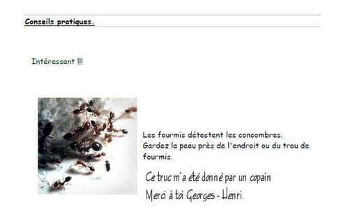 truc-sur-les-fourmis.jpg