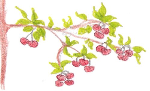 cerises.jpg