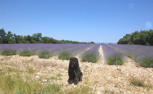 BDF DANS LES LAVANDES DU LUBERON