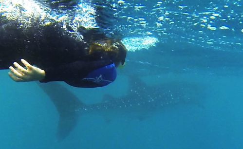 swimming with whale sharks exmouth (48)