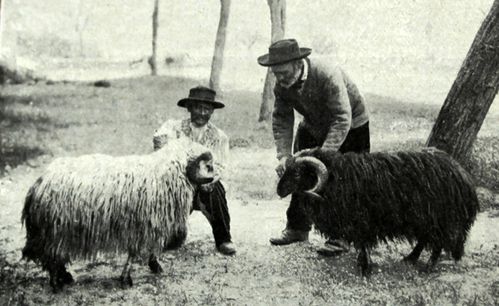 Corse--beliers---RZ-annees-1920-B1.JPG