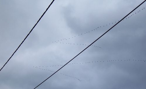 6 torticolis nino vol migratoire grues ivy blog