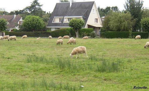 moutons-Franceville-02-09-07.JPG