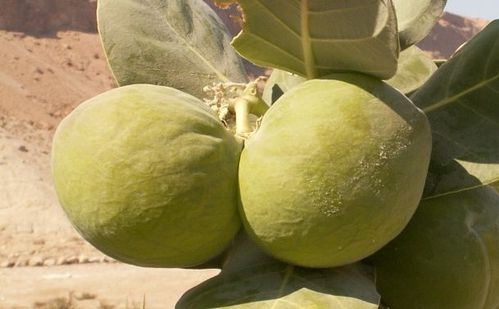 calotropis_procera_roustonnier_arbre_a_couilles-fruits.jpg