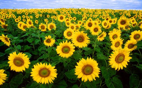 tournesol.jpg