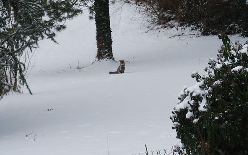 renard 2