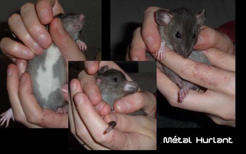 identification-Met.jpg