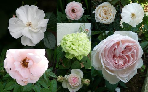 Roses 20102