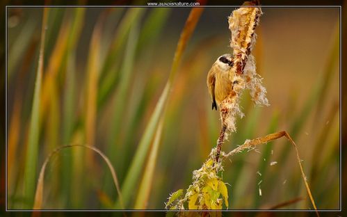 rémiz penduline