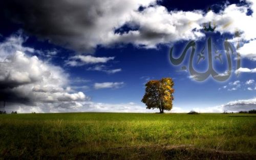 1292667 Meadow--Allah-Wallpaper 620