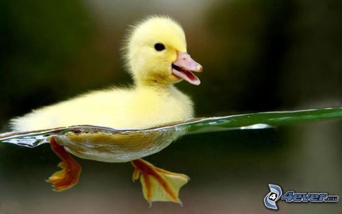 [images.4ever.eu] petit canard, eau 161993