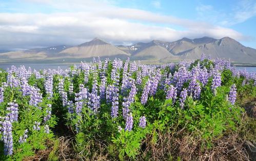 Lupins-2