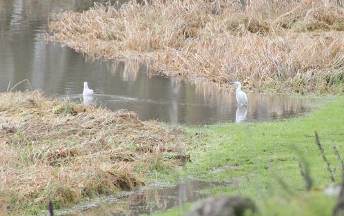 130128-140002 grande aigrette bords de Loire