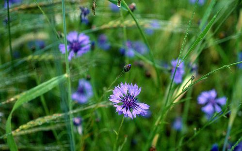 photo-3---Bleuet---Seriers-.jpg