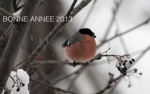 Bonne-anne-e_2013.jpg