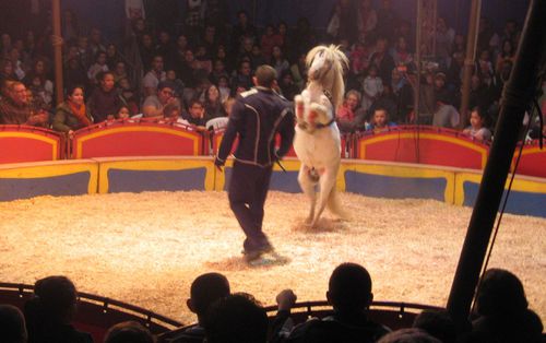 cirque FRATELLINI place Verdun 2010 10 12 -poney