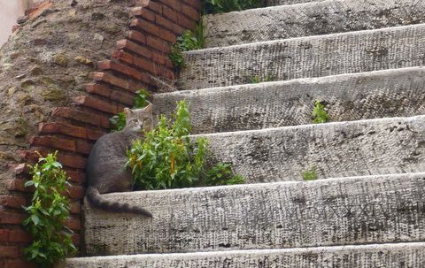 cat-chat-trajan-roma.JPG