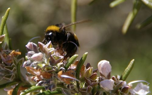Premières abeilles sur romarin.jpg