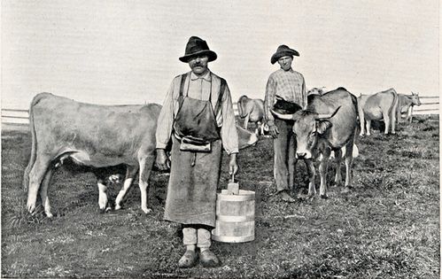 8.1--Aubrac--vaches-traite--