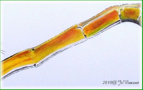 01---agrion.JPG