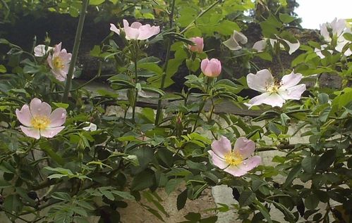 Rosa Canina