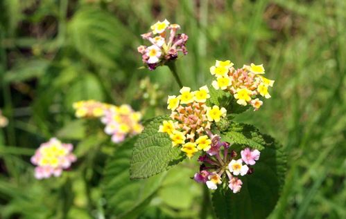 lantana.jpg