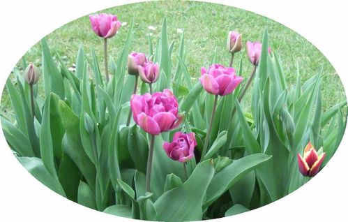 tulipes--011.jpg