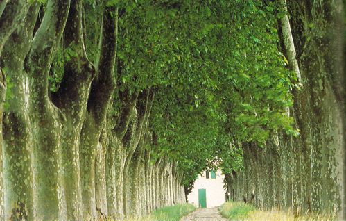 Une Allée de Platanes Conduisant au Mas.