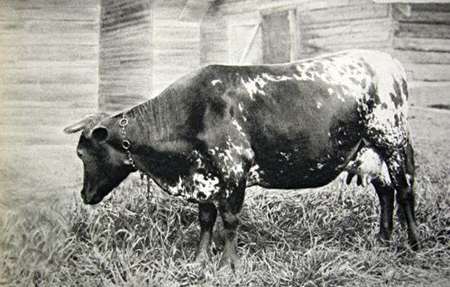 Bordelaise---vache-en-Indoc