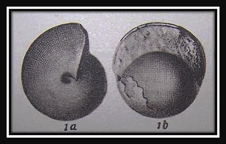 Agathiceras-cancellatum-form.-globosa.jpg