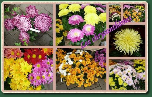 chrysanteme-montage.jpg