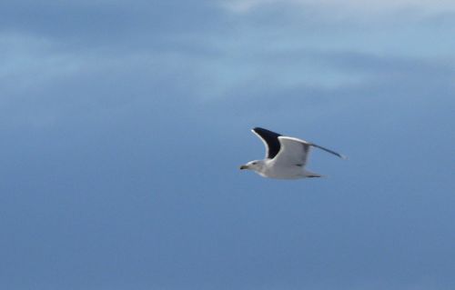 mouette2